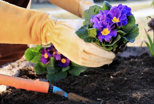 Free quote policy for Catford tree surgery services